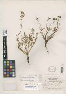 Chaerophyllum guatemalense image