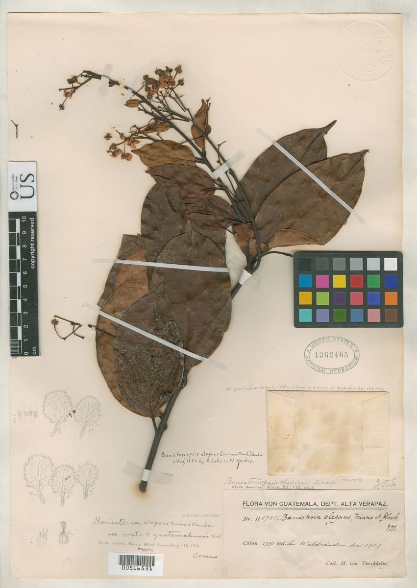 Banisteria elegans var. guatemalensis image