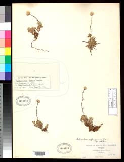 Antennaria suffrutescens image