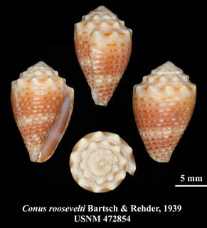 Conus tiaratus image