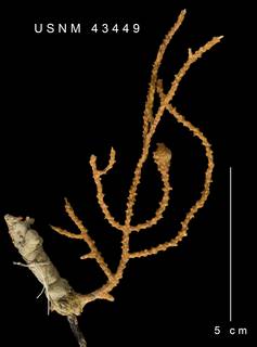 Muricea galapagensis image