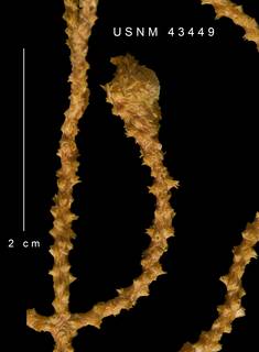 Muricea galapagensis image