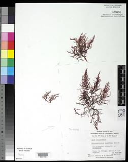 Image of Bonnemaisonia hamifera