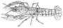 Image of Cambarus chaugaensis