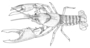 Image of Cambarus fasciatus