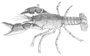 Image of Procambarus advena