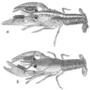 Image of Procambarus barbatus