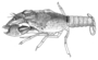 Image of Procambarus caritus