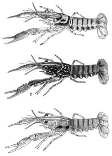 Image of Procambarus enoplosternum
