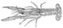 Image of Procambarus fallax