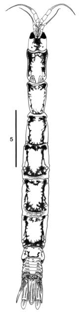 Image of Accalathura phuketensis