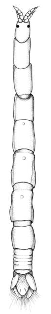 Image of Amakusanthura geminsula