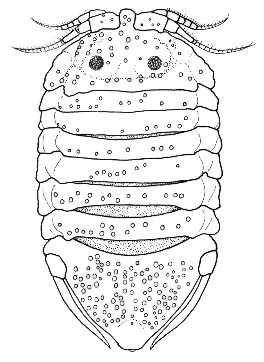 Ancinus belizensis image