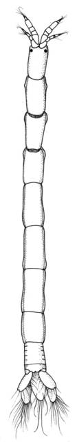 Image of Apanthura cracenta