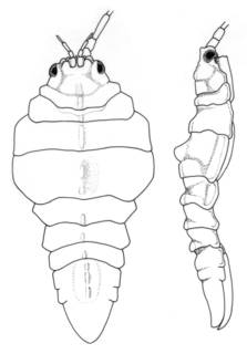 Image of Arcturinoides angulata