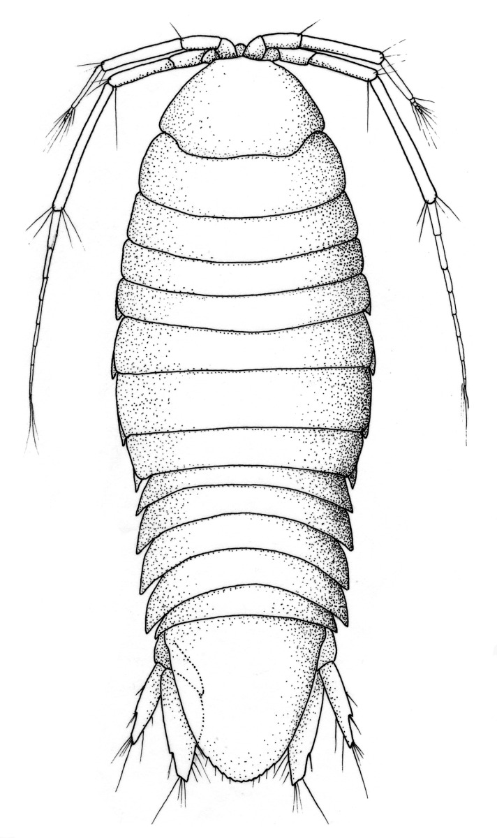 Arubolana aruboides image