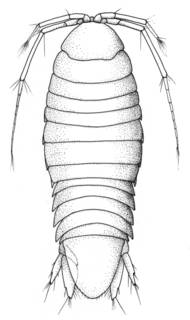 Image of Arubolana aruboides