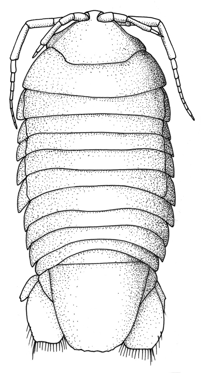 Arubolana imula image