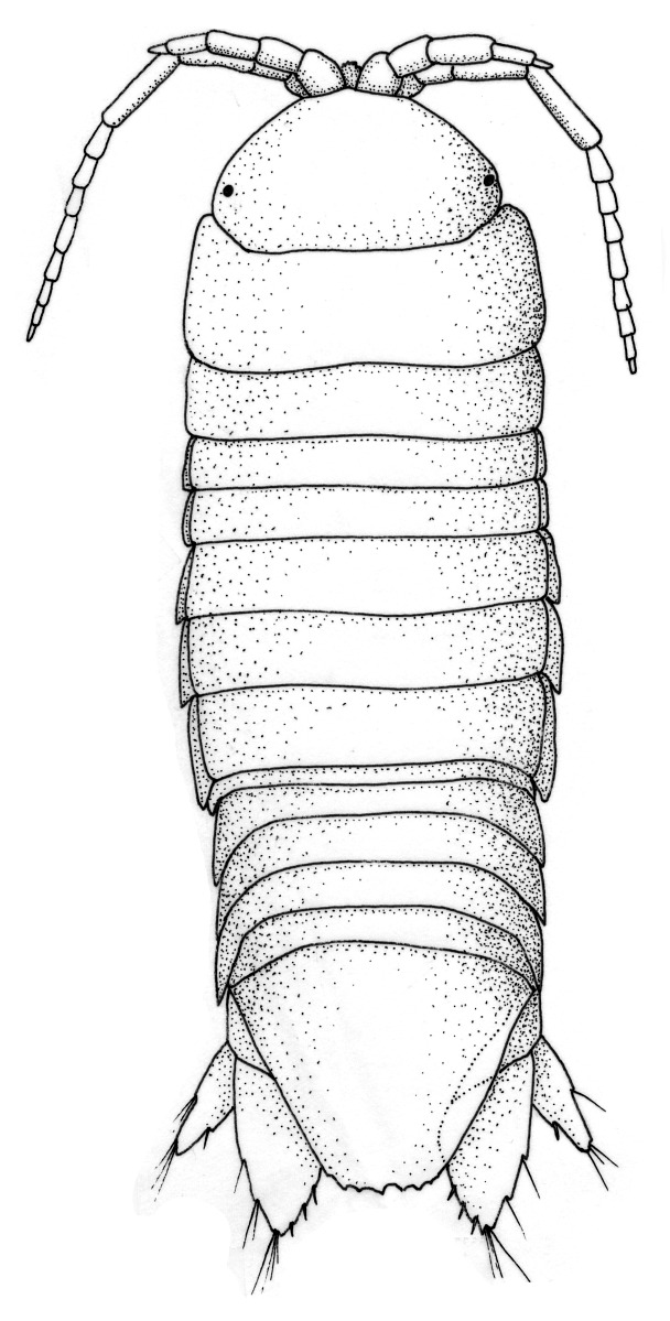 Arubolana parvioculata image
