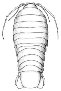 Image of Bahalana cardiopus