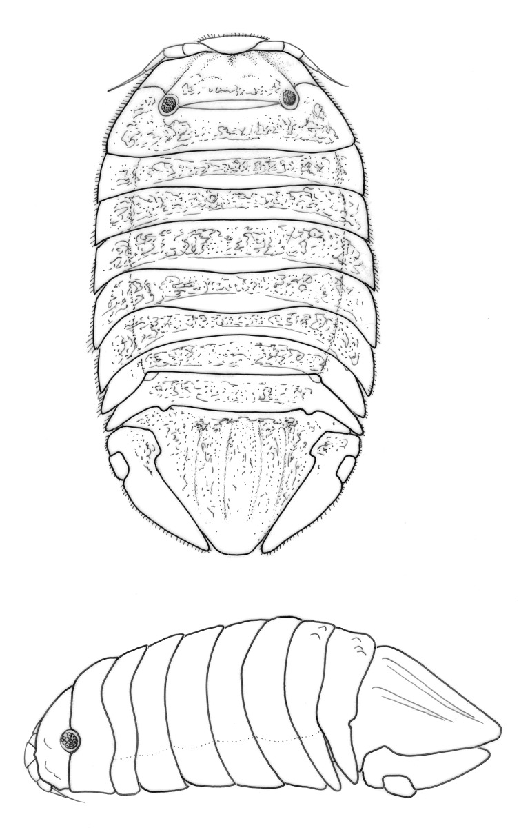 Cassidinidea image