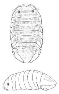 Image of Cassidinidea clarkae