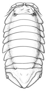 Image of Cassidinidea mosaica
