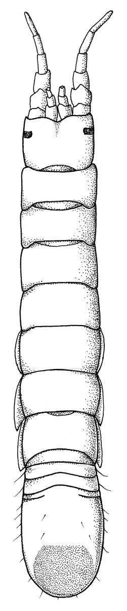 Holognathidae image