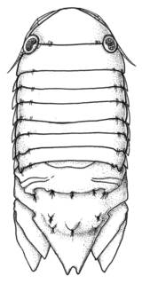 Image of Dynamene angulata