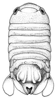 Image of Dynamenella quadrilirata