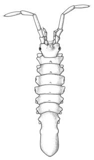 Image of Erichsonella filiformis