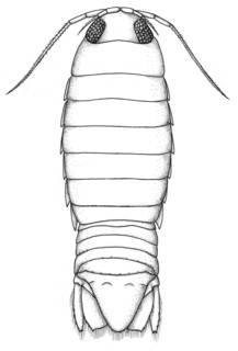 Image of Excorallana berbicensis