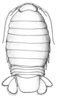 Image of Haptolana trichostoma