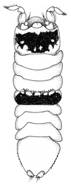 Image of Joeropsis bifasciatus