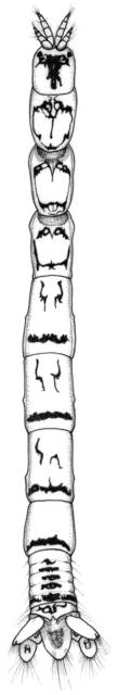 Image of Mesanthura fasciata