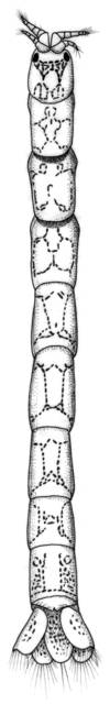 Image of Mesanthura reticulata