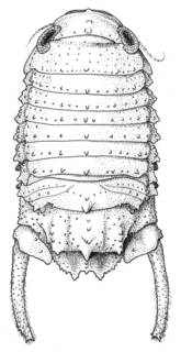 Image of Paracerceis cohenae