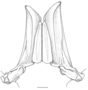Aristaeomorpha foliacea image
