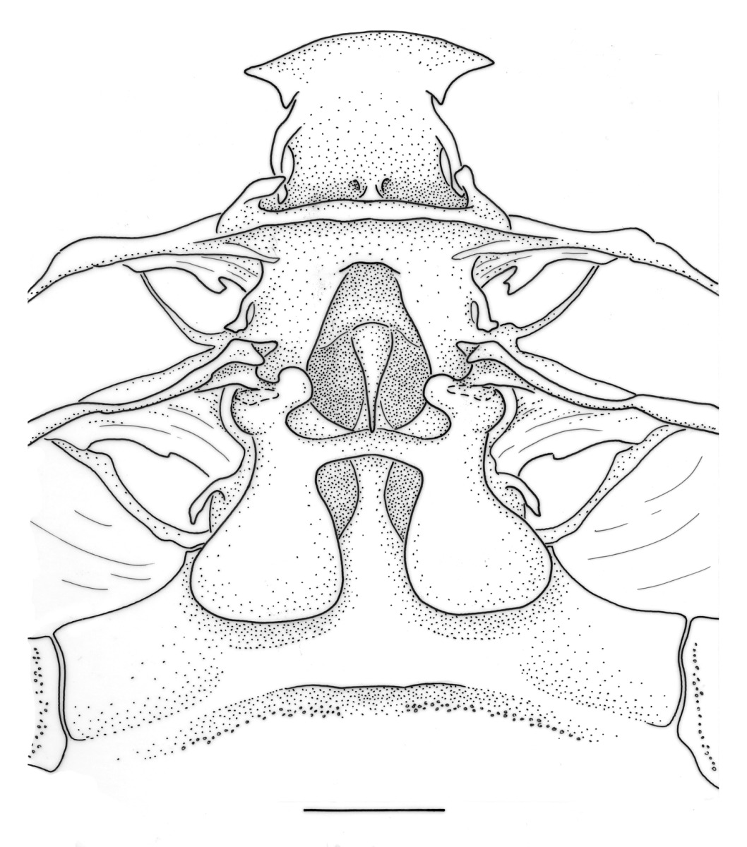 Artemesia longinaris image