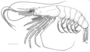 Image of Atypopenaeus bicornis