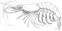Image of Austropenaeus nitidus