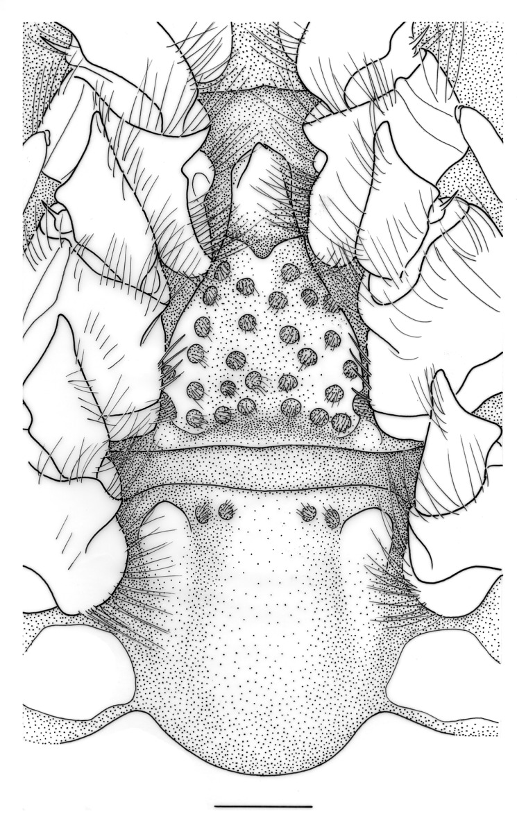 Benthesicymus bartletti image