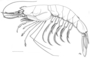Benthesicymus bartletti image