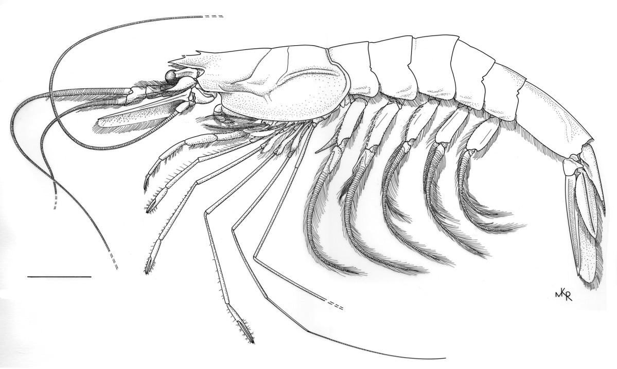 Benthesicymidae image