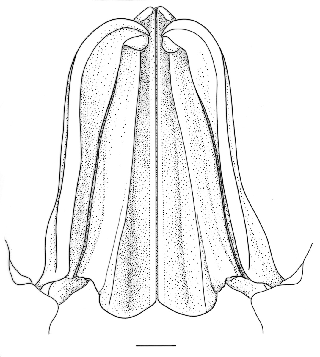 Fenneropenaeus indicus image