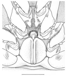 Fenneropenaeus indicus image