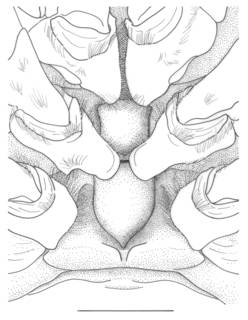 Haliporus taprobanensis image