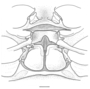 Megokris pescadoreensis image