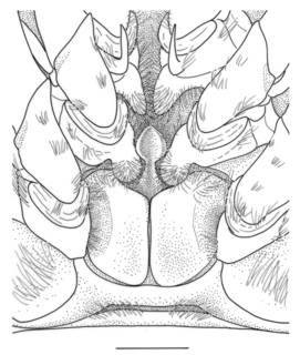 Melicertus kerathurus image