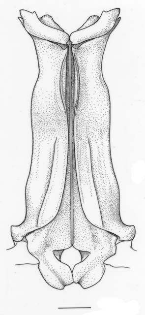 Metapenaeus affinis image